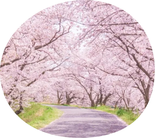 満開な桜並木の写真