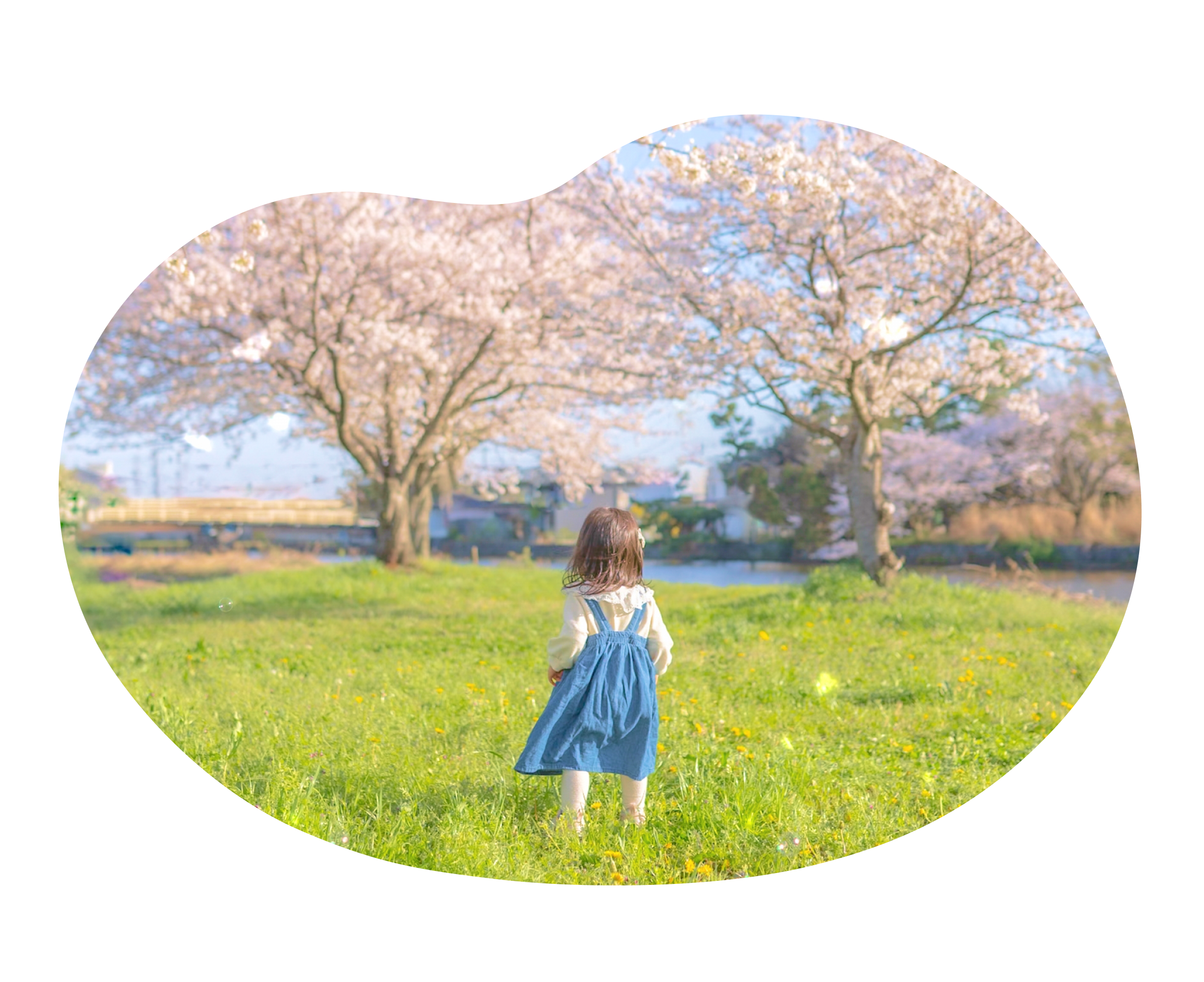 大きな桜の木2本の前に立つ子どもの後ろ姿